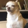 🐶Perritos Reacciones🐶 15