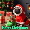 Pug Dogs 28