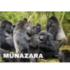 Monkey 5