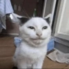 Gatitos 5