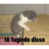 Nina felois 7