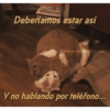 Gatitos para pareja 20