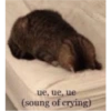 Cat images I love 18