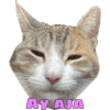 Miaufry Amante 9