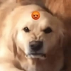 🐶Perritos Reacciones🐶 21