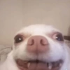 🐶Perritos Reacciones🐶 8