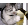 Memes de gatos heysol! 9