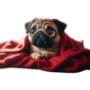 Pug Dogs 17
