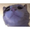 Cat images I love 9