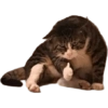Cat vibs 7
