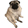 Pug Dogs 3
