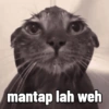 Meme Kucing Cute 🐱 17