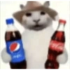 Gatos 16