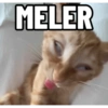 Top Kucing Plenger Meme 9