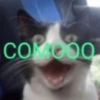 Funny cats - Pak 2 5