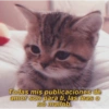 Gatitos para pareja 6