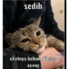 Stiker kucing imut  21