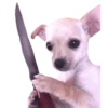 Memes Gatos &amp; Perros 8 🔪