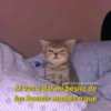 Gatitos para pareja 16