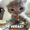 Sweety Cats 🐾🎀💕 10