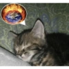 Gatos 20