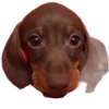 Graciosos 5