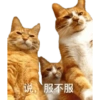 Cat Rulez 21
