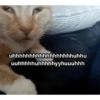 Cat images I love 19