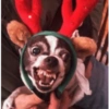 BICHINHOS FOFOS DE NATAL 🎄❤️💚 13