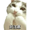 Cat Rulez 19
