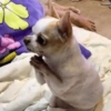 🐶Perritos Reacciones🐶 18