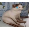 Gatos 17