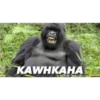 Monkey 7