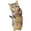 Cat Rulez 20