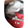 Juanito Chihuahua 9