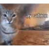 Cat images I love 8