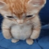 Gatinhos 9