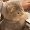 Gatitos 12