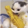 Bebês vs Gatos 2 👶🏻🐱 10