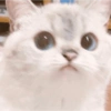 Gatitos 30