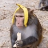 Macaco 7