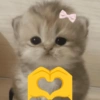 Reações gatinhos 10