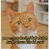Stiker kucing imut  8