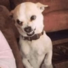 🐶Perritos Reacciones🐶 17