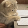 Reações gatinhos 5