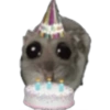 Hamster🎀 11