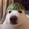 Shitpost sério  5