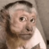 Macaco 16
