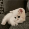 CAT MAGER DAN CUTE 😾 9