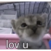 Anomali kucing 17